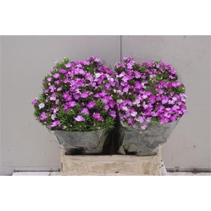 Di Barb Am Lavender 40