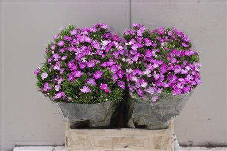 <h4>Di Barb Am Lavender 40</h4>