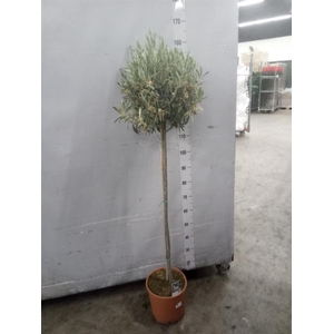 Olea europaea