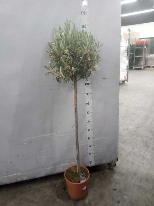 <h4>Olea europaea</h4>