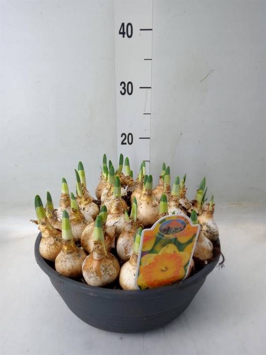 <h4>Narcissus ...</h4>