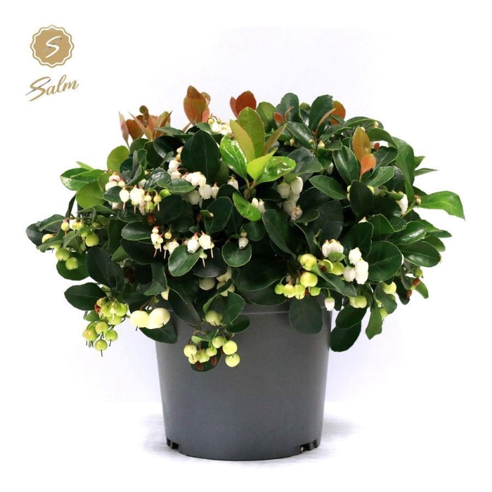 <h4>Gaultheria pr. 'Ciao Bella White'® P15</h4>