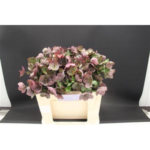 Helleb E Penny Pink 50cm