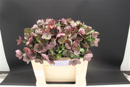 <h4>Helleb E Penny Pink 50cm</h4>