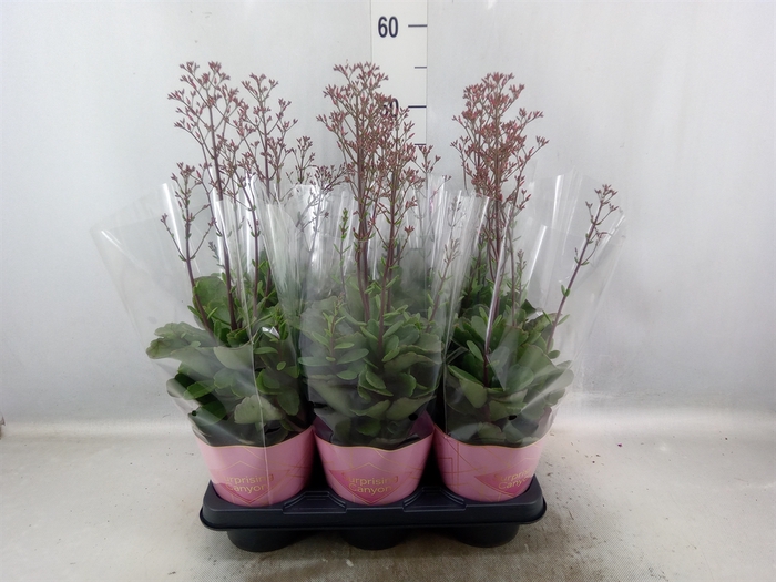 <h4>Kalanchoe  'WildFlow Surp Canyon'</h4>