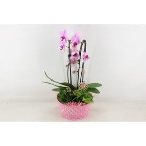 arr2 PL - Zink schaal phal. roze