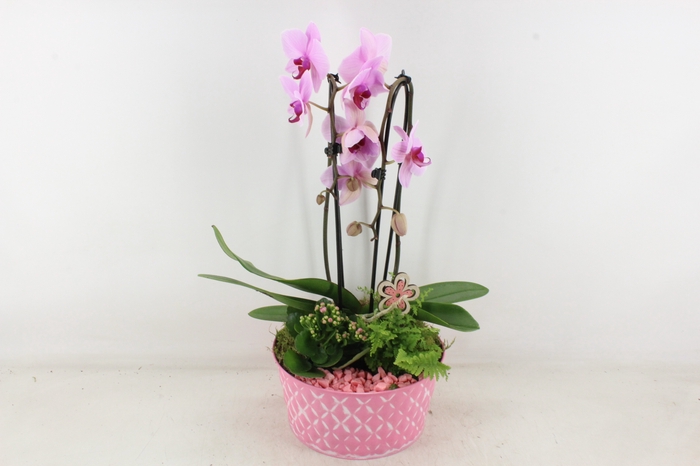 <h4>arr2 PL - Zink schaal phal. roze</h4>