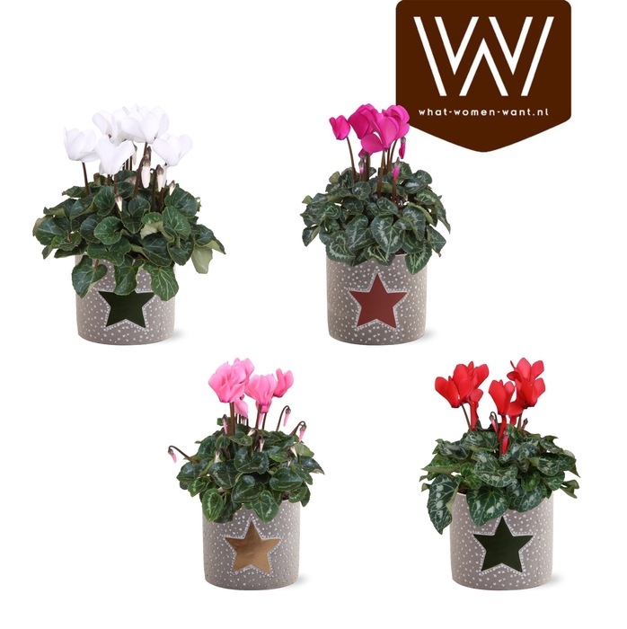 <h4>Collectie"Nature World"Mix Cyclaam in keramiek Jazz</h4>