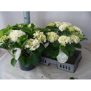 Hydrangea mac.   ...