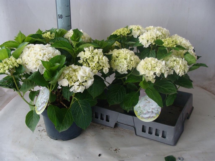 <h4>Hydrangea mac.   ...</h4>