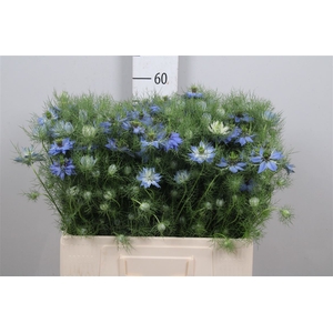 Nigella D Deep Sea Blue