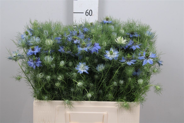 <h4>Nigella D Deep Sea Blue</h4>