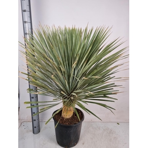 YUC ROSTRATA