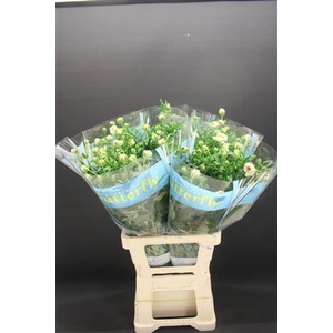 Ran Butterfly Ariadne 70cm