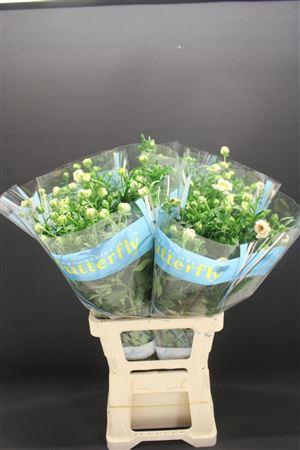 <h4>Ran Butterfly Ariadne 70cm</h4>