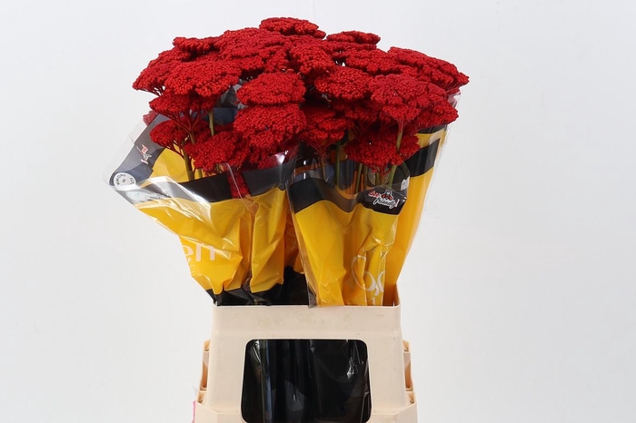 <h4>Achil KLB Red Prairie</h4>