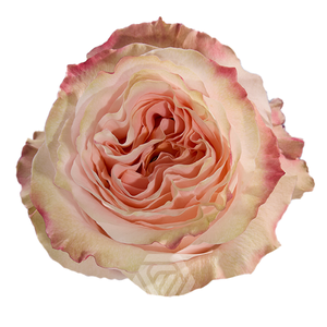R GR PRINCESS CROWN Tessa