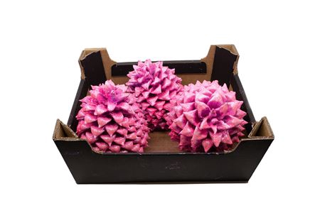<h4>PINECONE COULTIER PINE PINK</h4>