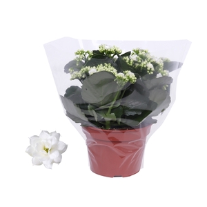 Kalanchoe Rosalina 15cm Don Dione wit, Blanco hoes