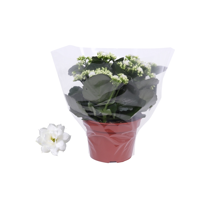 <h4>Kalanchoe Rosalina 15cm Don Dione wit, Blanco hoes</h4>