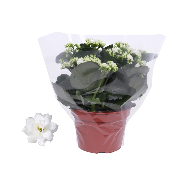 <h4>Kalanchoe Rosalina 15cm Don Dione wit, Blanco hoes</h4>