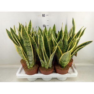 Sansevieria trifa. 'Laurentii'