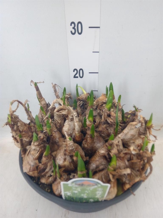 <h4>Leucojum aestivum</h4>