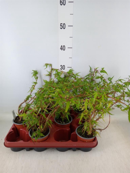 <h4>Begonia BD   ...</h4>