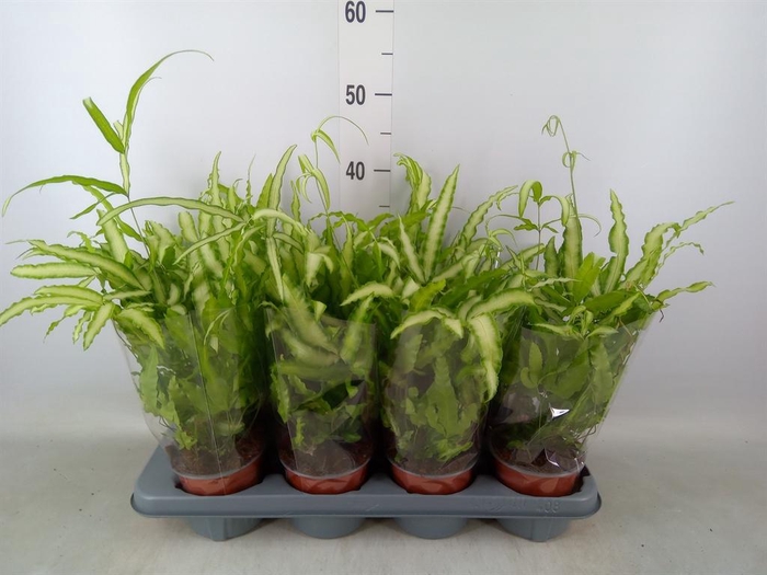 <h4>Pteris cretica 'Albolineata'</h4>