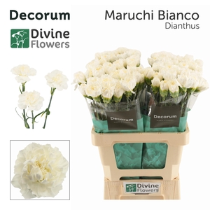 Di St Maruchi Bianco