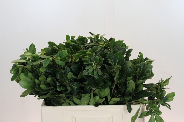 Pittosporum Nurit