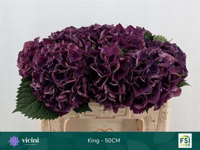 <h4>Hydr King 50 cm Vicini</h4>