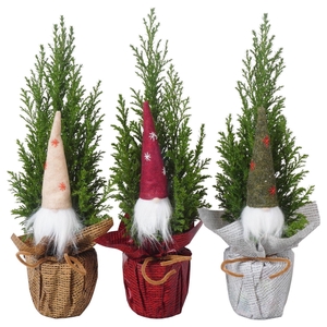 PTK25123 Ellwoodii in rondella folie mix met decoratie