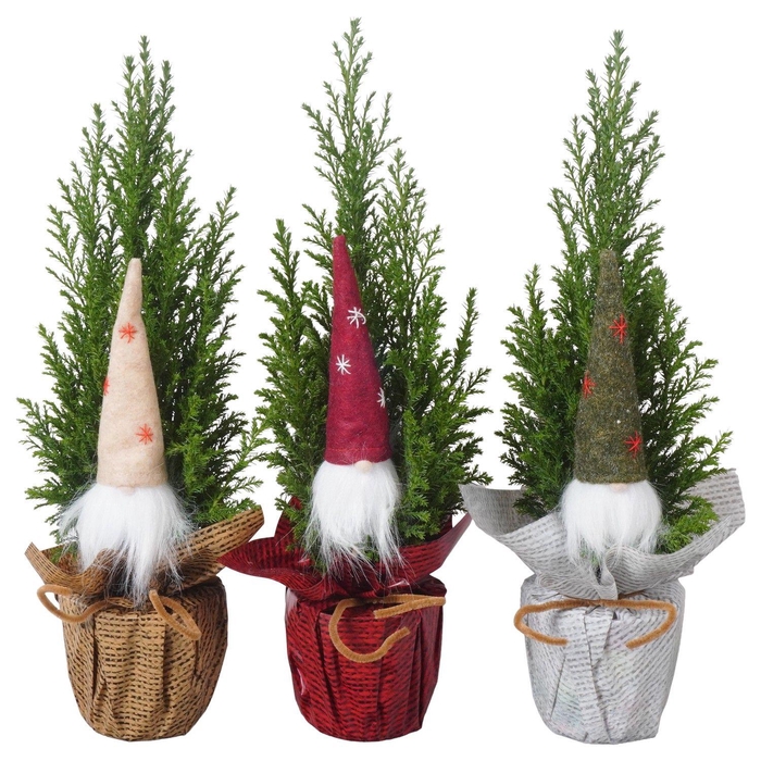 <h4>PTK25123 Ellwoodii in rondella folie mix met decoratie</h4>