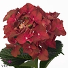 Hydrangea my terracotta