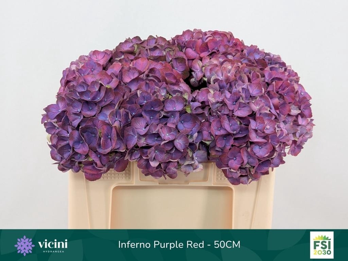 <h4>HYDR M MY INFERNO</h4>