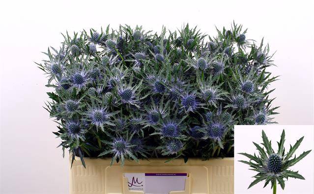 <h4>Eryngium Orion Questar</h4>