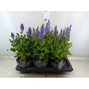 Salvia sylvestris 'Blue Marvel'