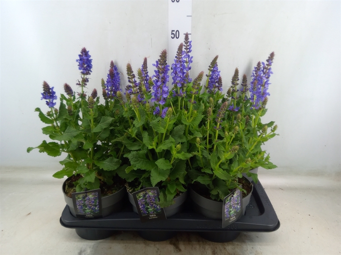 <h4>Salvia sylvestris 'Blue Marvel'</h4>