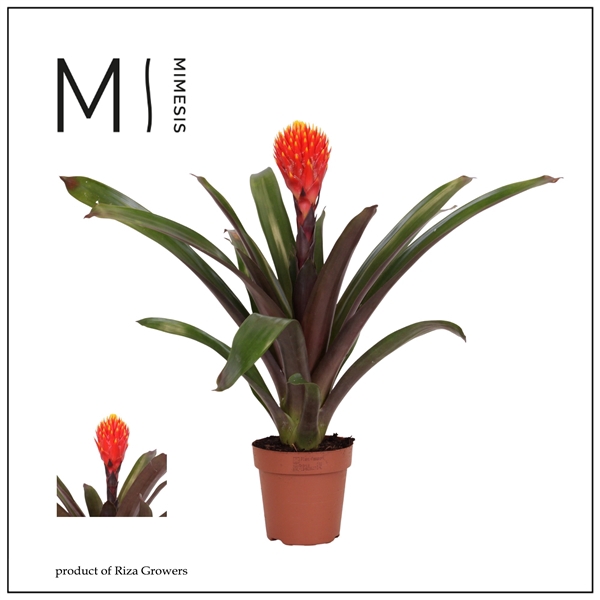 <h4>Mimesis Guzmania Rockyflower Tala - 12 cm</h4>