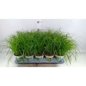Cyperus alternifolius 'Zumula'