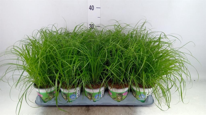 <h4>Cyperus alternifolius 'Zumula'</h4>