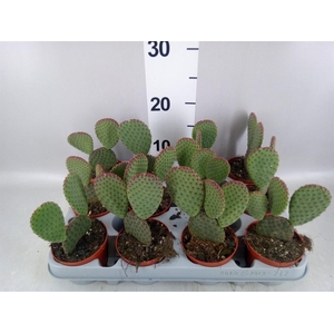 Opuntia microdasys