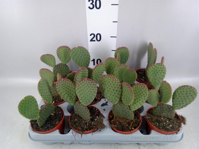 <h4>Opuntia microdasys</h4>