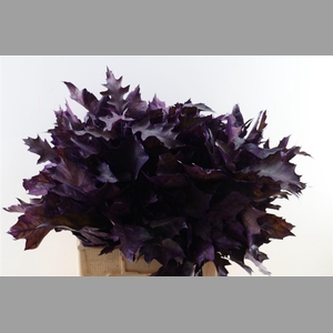 Quercus Rubra Frosted Purple