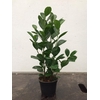 FICUS BENJAMINA