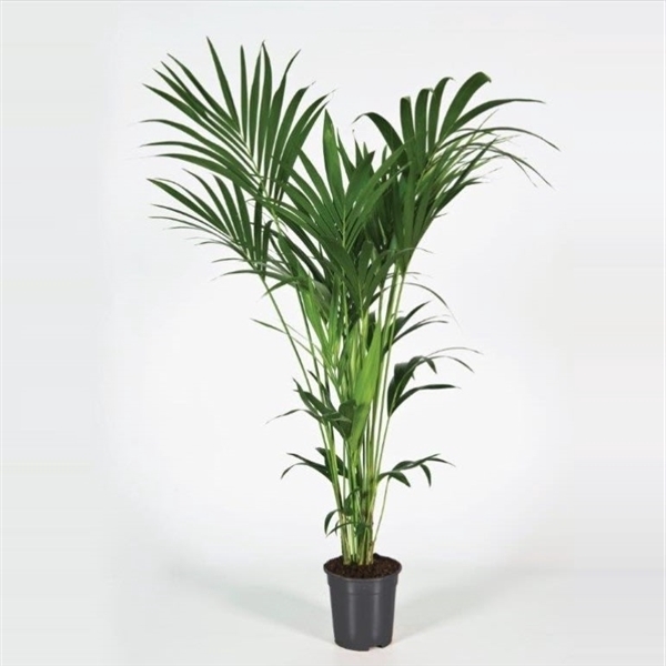 <h4>Howea forsteriana 140cm (Kentia)</h4>