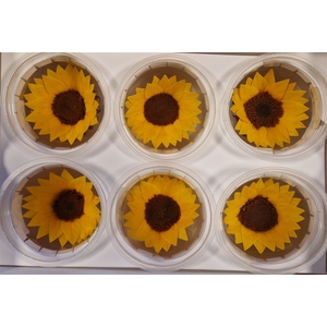 Rr Pres Sunflower