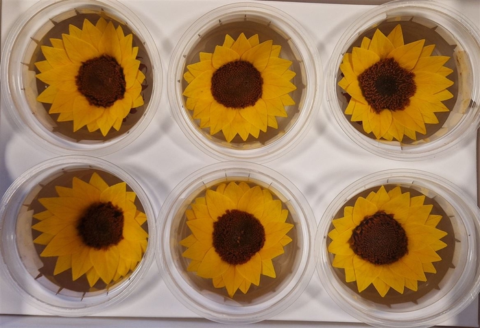 Pres Sunflower