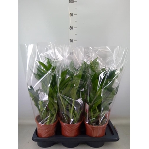 Zamioculcas zamiifolia 'Pixie'